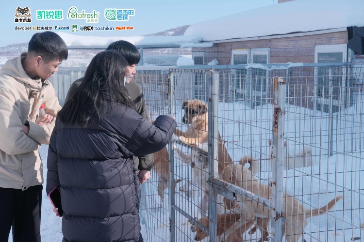 暖冬公益行动，助流浪动物穿越凛冬