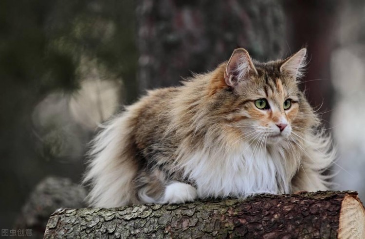 一只挪威森林猫从深圳送到了嘉兴的航空托运案例分享