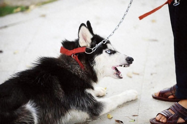 十一月三十日结束！邀请您对惠州养犬管理提出建议