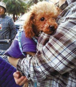 怪不得泰迪犬不让你抱这5件事情每件都让它远离你