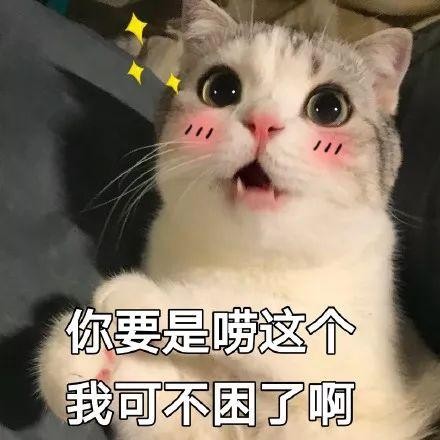 当你不在家时你的猫会背着你做什么……