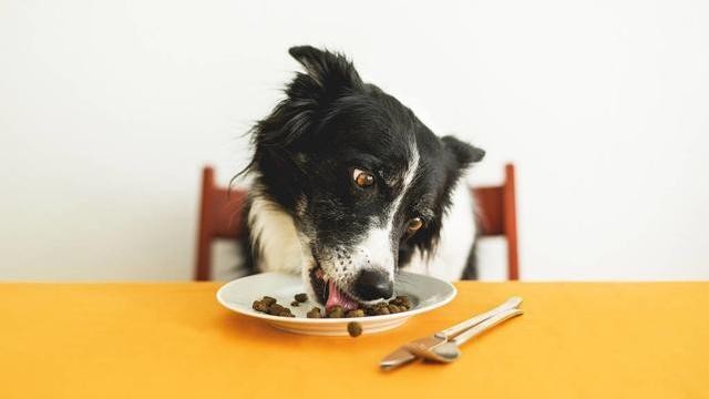 边牧狗粮什么牌子好还便宜